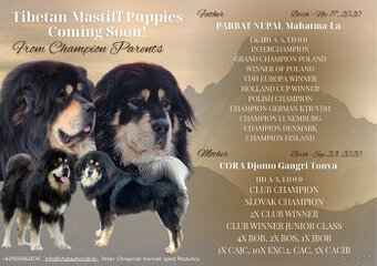Tibetská doga šteniatka s PP po špičkových rodičoch
