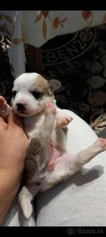 Darujem za symbolickú cenu alebo zadarmo