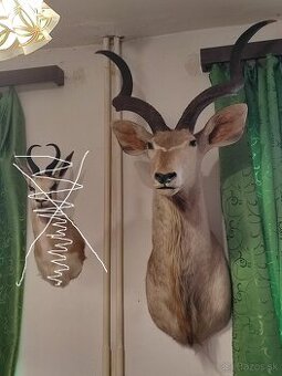 Trofej Kudu Velký za 360,-eur
