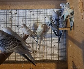 Andulky texas clearbody