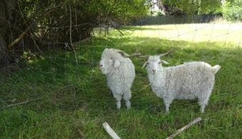 Moherove-angorske kozy