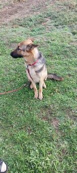 Nemecký ovčiak -sučka - 1