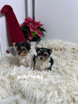 Yorkshirsky terier biewer - 1