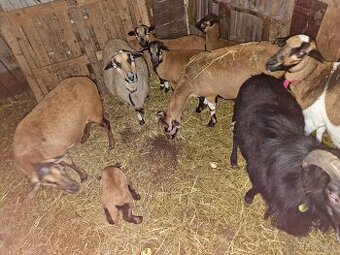 Predám Kamerúnske ovce