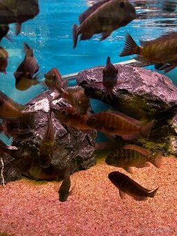 Tropheus Blue rainbow chatika