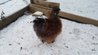 Kohúti hodvabničiek