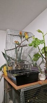 Predám  agapornis fišer