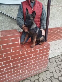 Šteniatka nemecký ovčiak