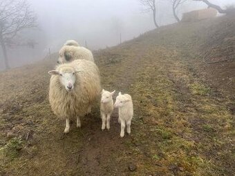 Slovenské ovečky/barančeky / ZOŠĽACHTENÁ VALAŠKA