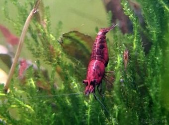 PREDÁM KREVETKY - Odber v Bratislave