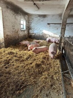 Predám prasata ošípané