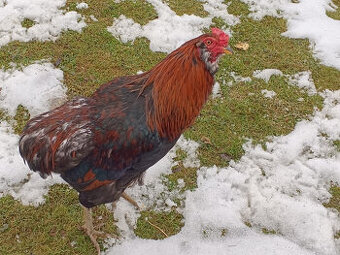 Kohúty araukana (araucana) - predaj