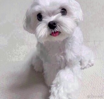 Šteniatka maltézskeho ovčiaka na adopciu.