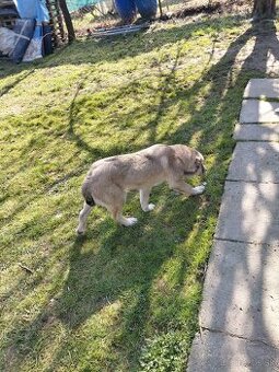 Stredoazijsky ovčaik