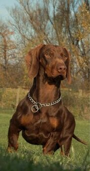 Jazvečík čokoládový psík na krytie