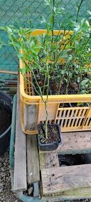Citronovníkovec trojlistý-Poncirus trifoliata - 1