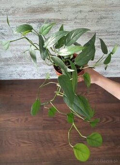 Izbové rastlinky - Epipremnum, Monstera, Philodendron.....