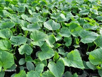 Planty