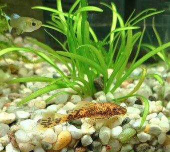 Prisavniky lda 16 , gold samec