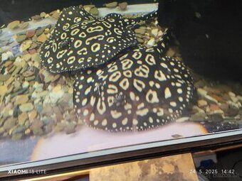 potamotrygon BD+tigrinus
