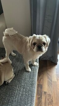Mops (Pekinéz)