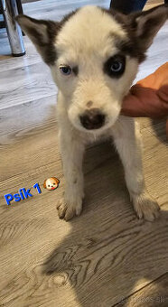 Sibírsky Husky Psík ♡