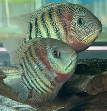 Heros sp. Curare Wild