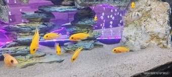 Predám Pseudotropheus zebra red
