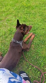 Doberman