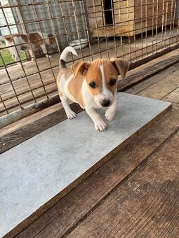 Jack Russel Terrier (Terier)