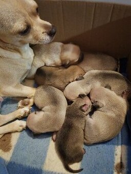 mops