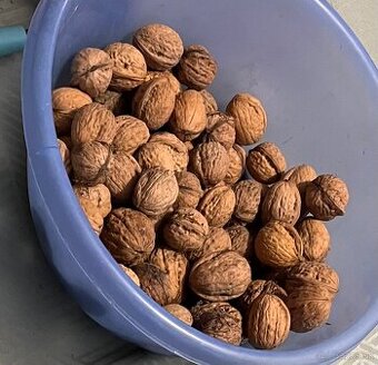 predam nevylupane vlasske orechy