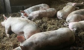 Ošípané jatočné 2,4e/kg