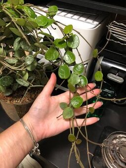 Hoya mathilde splash