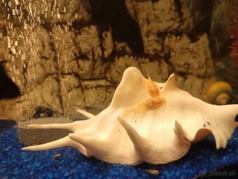 Darujem prísavníkov