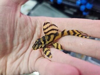 L 333 Gold line AAA - odchov