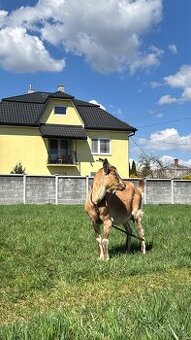 Koza