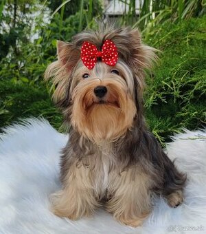 Jork, york merle yorkshire, ,biewer terriér s PP