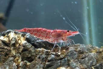 Predám krevetky - neocaridina - Red cherry