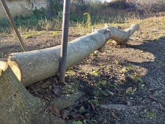 Orechový kmeň kvalitný 25 ročného čerstvého, zdravého stromu