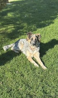 Kríženec border kólia s vlciakom