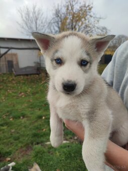 Šteniatka sibírsky husky