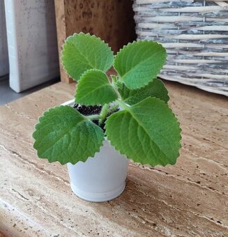 nádchovník, odrezky nádchovníka