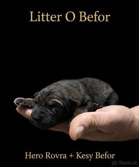 Nemecký ovčiak s PP