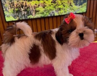 Šteniatka Shih Tzu na adopciu.