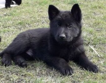 Šteniatka nemeckého ovciaka