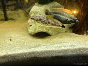 Cichlidy a Crossocheilus reticulatus