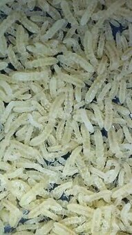 Folsomia candida (Chvostoskoky/collembola)