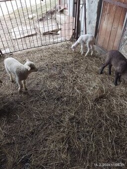 Predám jatočne jahňata