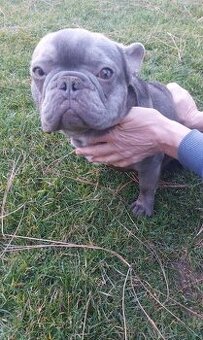 Francouzský buldoček